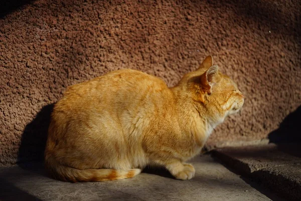 Ginger cat is resting in a sunny courtyard — Stok fotoğraf