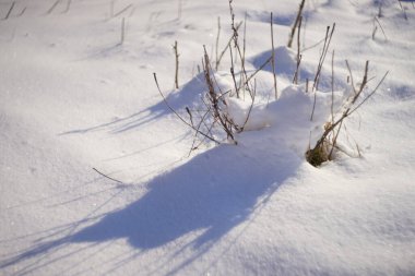 Dry grass grow in white snow field.