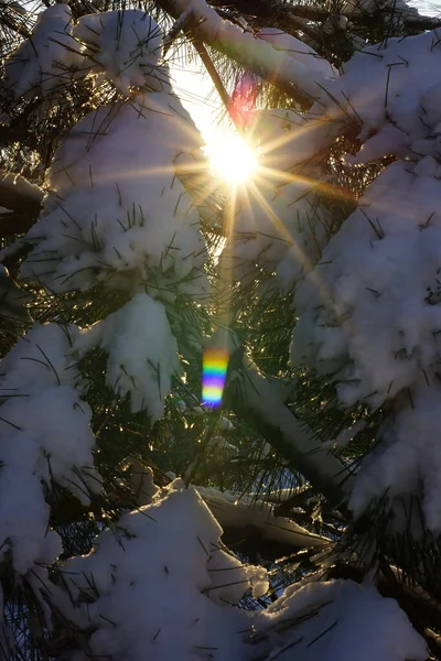 Grande sol com raios em ramos de pinho nevado. Floresta de Inverno . — Fotografia de Stock