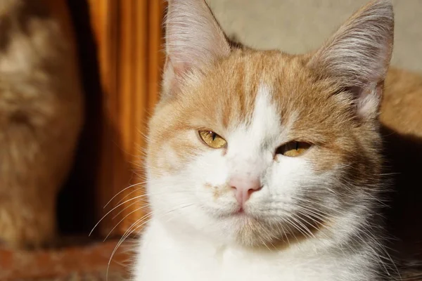 Serious ginger white cat face. Pet portrait indoor.