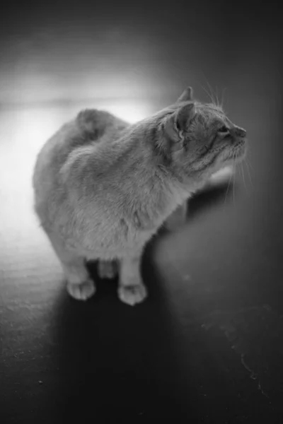 Kočičí tlapa škrábe za uchem, vnitřní portrét. Blechy a ti — Stock fotografie
