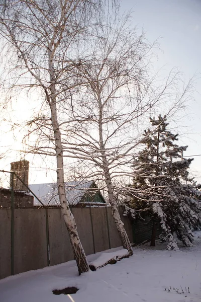 Twee berkenbomen en een houten bank in de wintertuin. — Stockfoto