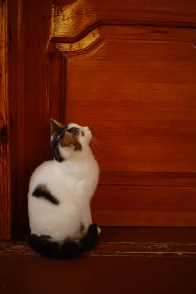 Lovely white cat sitting on the floor near door. — Stockfoto