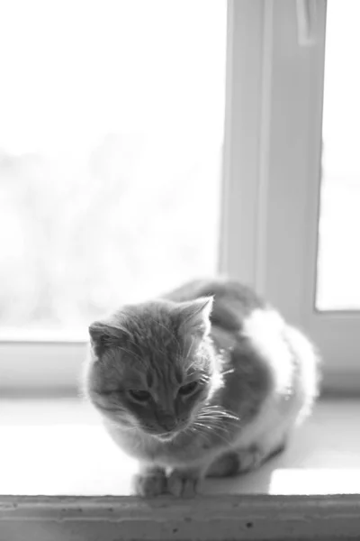 Lovely cat sits on a sunny windowsill indoor, bw photo — Stok fotoğraf