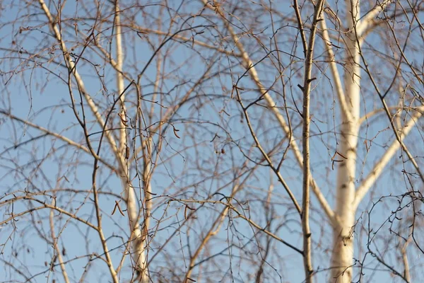 Birch tree with bare branches in sunny day — ストック写真