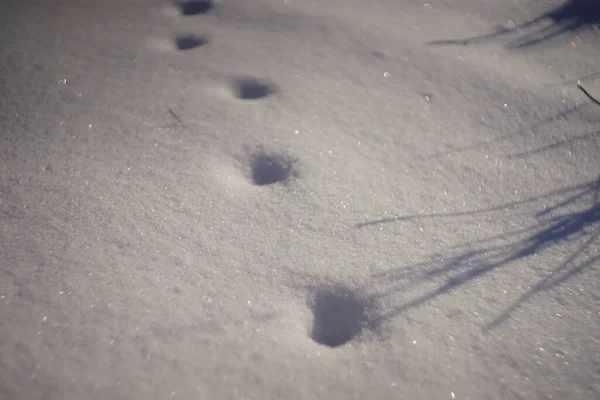 Deep paw prints in white snow close up. — Stok fotoğraf