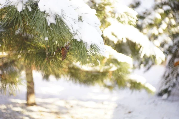 Close-up dennentakken bedekt met sneeuw in zonnig bos. — Stockfoto