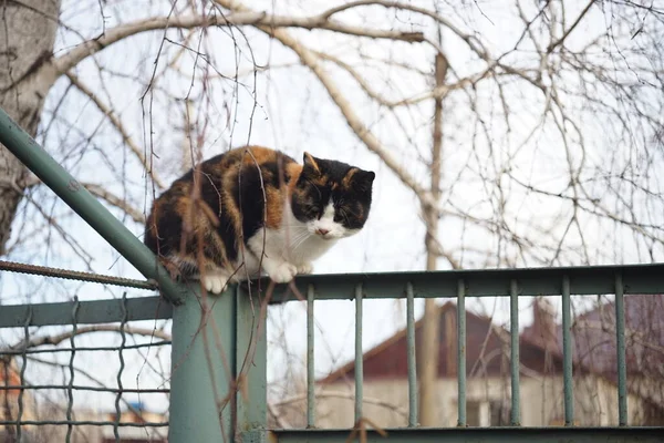 Cat sitting on the fence near birch tree. — Stock Photo, Image