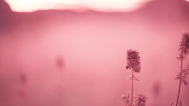 Παλιά Ξηρό Γρασίδι Λουλούδια Αναπτύσσονται Ροζ Ομιχλώδη Τομέα — Αρχείο Βίντεο