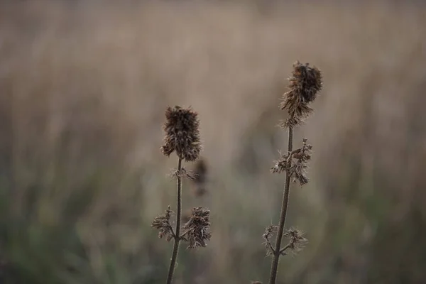 Velhas flores silvestres secas crescem no campo nebuloso do outono . — Fotografia de Stock