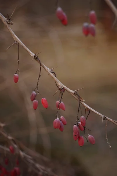 Berberitzenzweig mit reifen rosa Beeren, Nahaufnahme — Stockfoto