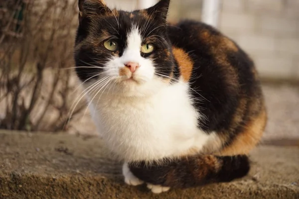 Триколорний кіт сидить на підлозі дикого каменю. Домашні тварини відпочивають на відкритому повітрі. Манекі Кітті . — стокове фото