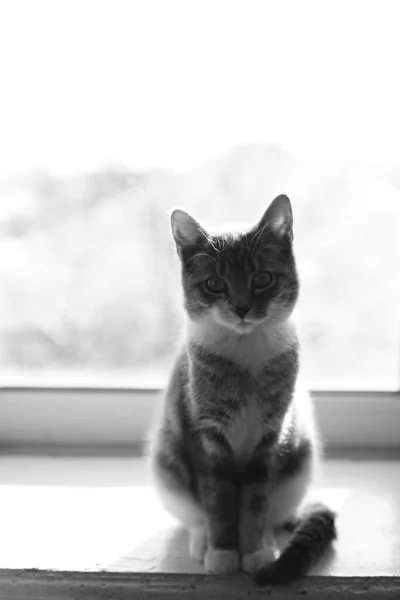 Bel gatto si siede su un davanzale soleggiato al coperto. Bw foto — Foto Stock