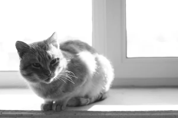 Lovely cat relax on a sunny windowsill indoor. Bw photo. — Stockfoto