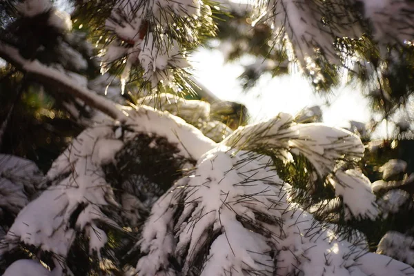 Close-up dennentakken bedekt met sneeuw in zonnig winterbos. — Stockfoto