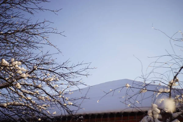 Close-up bomen takken bedekt met sneeuw in zonnige tuin. Landelijk dak en lucht op de achtergrond. — Stockfoto