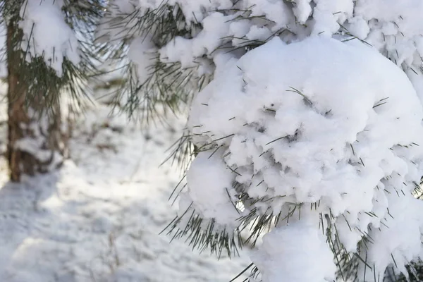 Pinheiro em neve macia closeup. Jardim de inverno . — Fotografia de Stock