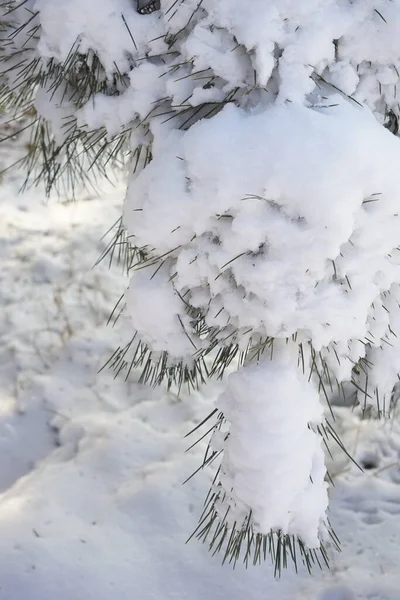 Ramo di pino in primo piano soffice neve. Giardino d'inverno . — Foto Stock