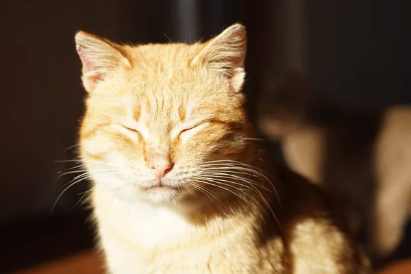 Cara de gato de gengibre feliz com olhos fechados. Retrato animal de estimação . — Fotografia de Stock