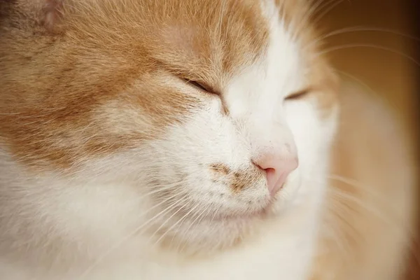 Happy ginger white cat face with closed eyes. Pet portrait closeup. — Stok fotoğraf