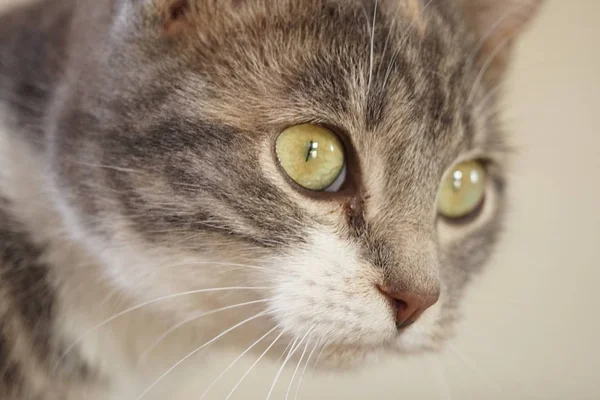 Alert white gray cat face with green eyes. — Stock Photo, Image