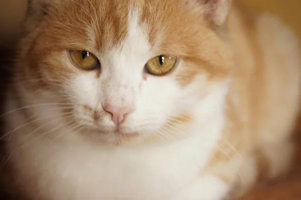 Cara de gato jovem branco gengibre. Pet retrato close-up . — Fotografia de Stock