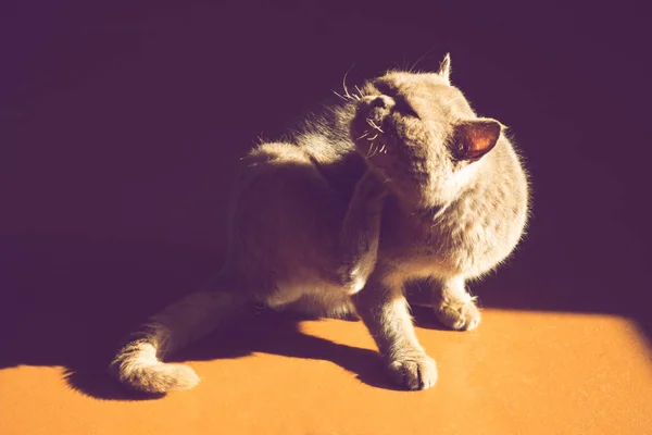 Egzotyczna kocia łapa drapie się za uchem. Pchły i kleszcze u zwierząt domowych. — Zdjęcie stockowe
