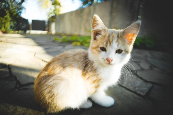 Gatinho branco de gengibre sentado no pátio ensolarado . — Fotografia de Stock