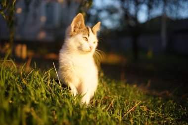 Gün batımında bahçede oturan sevimli beyaz kedi yavrusu.