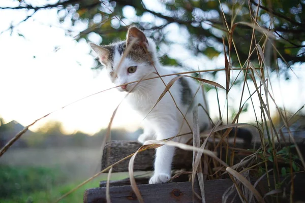 Lovely white kitten walk in the rural garden at sunset — Stock Photo, Image