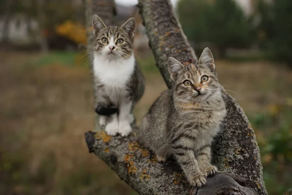 나뭇가지에 앉아 있는 귀여운 새끼 고양이 두 마리. 자연 속 의사 랑 스런 어린 고양이들. — 스톡 사진