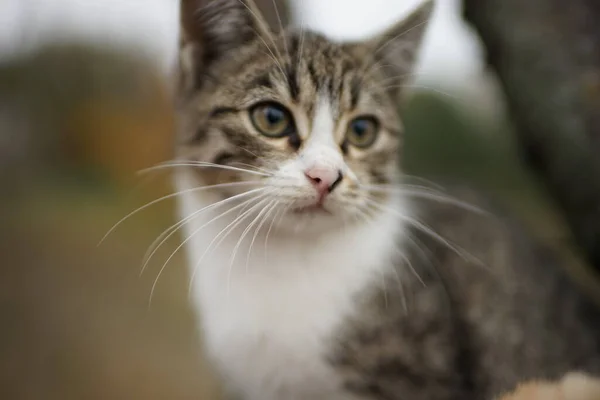 Cute kitten closeup portrait. Lovely young cat in nature. — Stock Photo, Image
