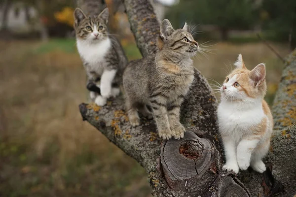 Três gatinhos bonitos sentados em um tronco de árvore. Adoráveis jovens gatos andam na natureza . — Fotografia de Stock