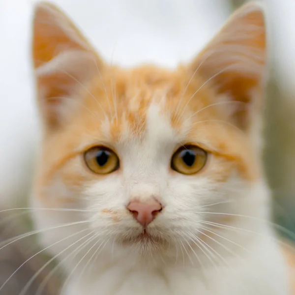 Lovely ginger white kitten face portrait with big eyes. — Stock Photo, Image