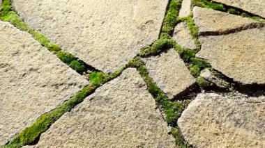 Dikişlerinde yeşil yosun olan eski bir taş zemin. Güneşli sonbahar günü, gözden geçir