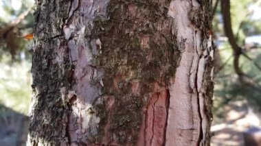 Çam ağacı gövdesine yakın çekim. Güneşli bir günde yan görünüm