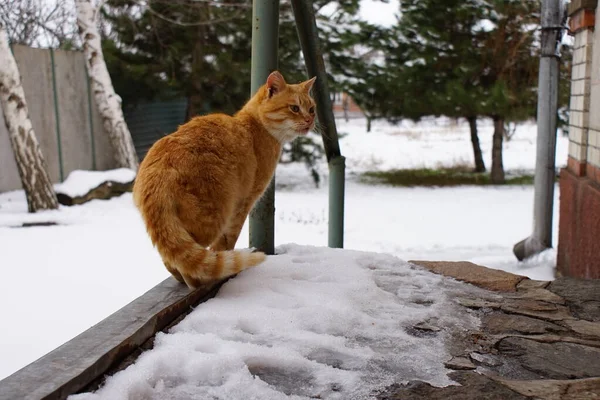 Gember kat wandeling op de besneeuwde landelijke tuin in de winter — Stockfoto