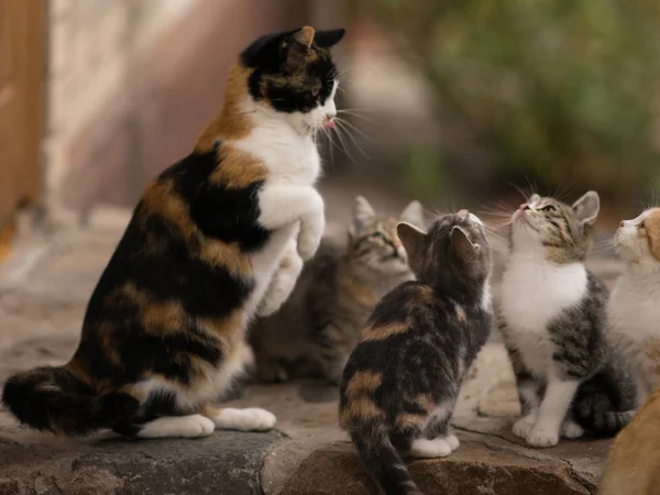 Maneki neko tricolor kat leren haar kleine kittens outdoor. — Stockfoto