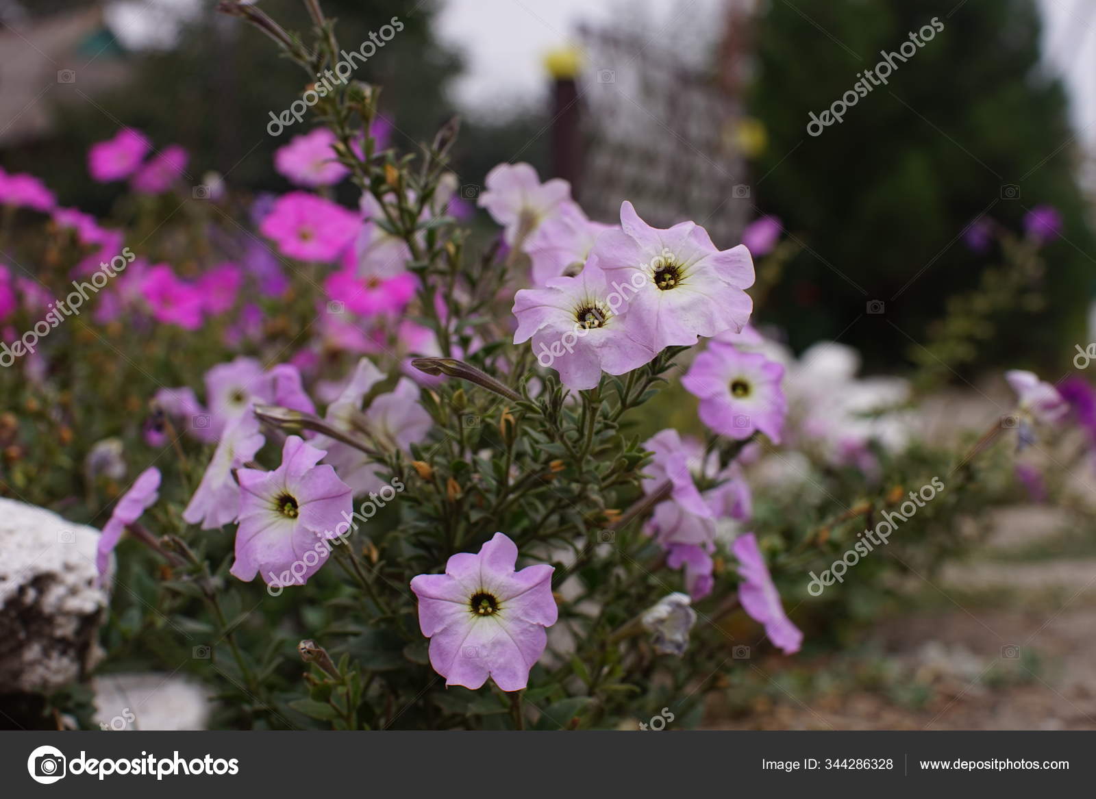 Tender Violet Petunia Flowers Bush Grow In The Garden Stock Photo C Sonymoon 344286328