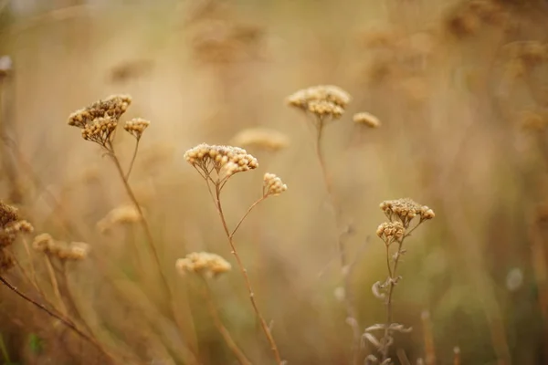 Braune trockene Wildblumen wachsen im Herbstfeld — Stockfoto