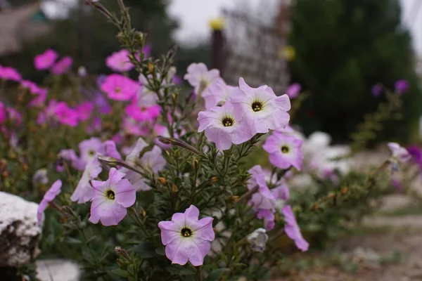 Tierno violeta petunia flores arbusto crecer en el jardín . —  Fotos de Stock