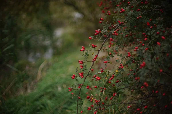 Rozenbottel struik met rode bessen groeien op de oever van de rivier, close-up uitzicht. — Stockfoto