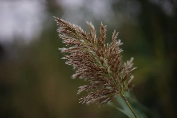 Buğday otları büyür, bulutlu bir günde yakın plan — Stok fotoğraf