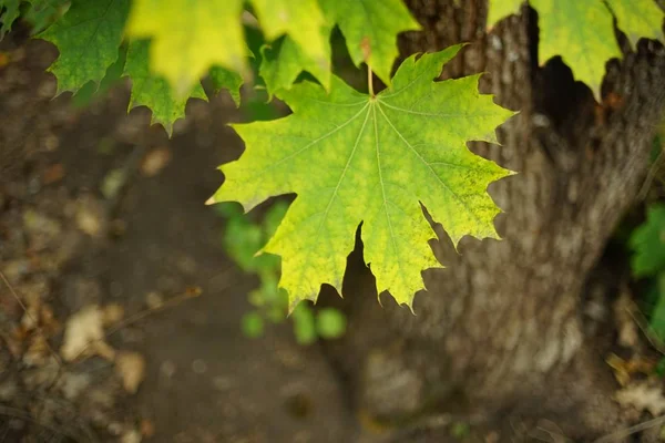 Grande feuille d'érable verte sur fond de tronc d'arbre flou dans la forêt — Photo