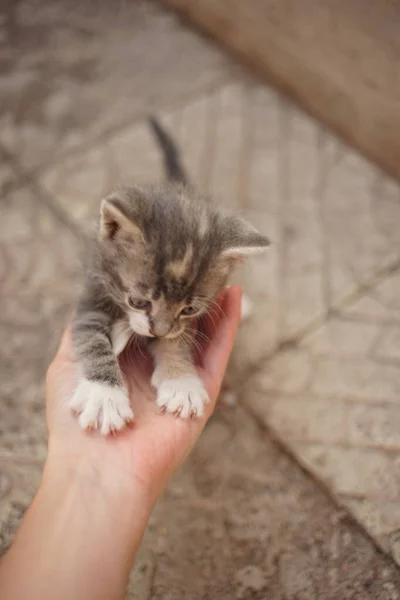 Cute little kitten playing with a female hand. — Stock Photo, Image