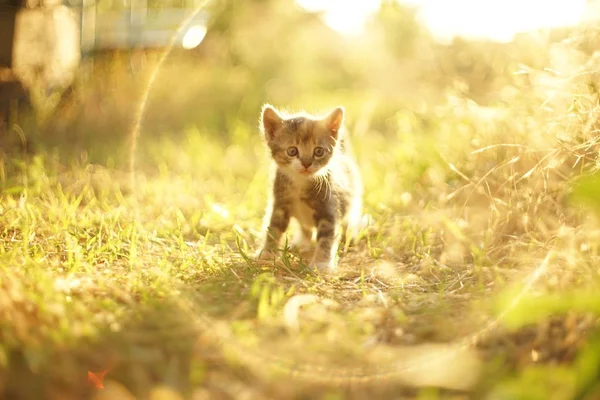 Krásné malé koťátko procházka v slunné trávě poprvé. — Stock fotografie