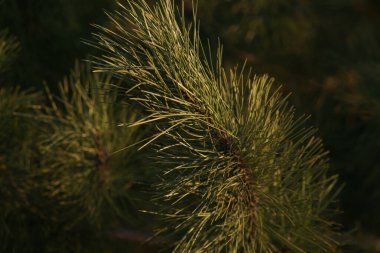 Çam ağacının yemyeşil dalları. Gün batımı ışığı