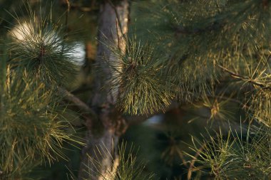 Yeşillik çam ağacı yakın plan. Gün batımı. Seçici odak.