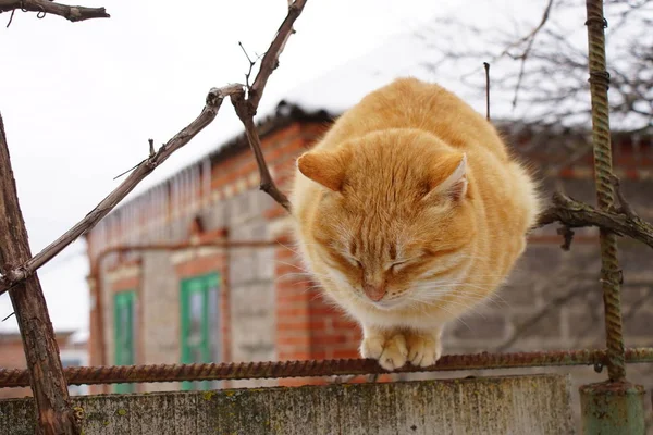 Ginger gato sentado na cerca velha no inverno. Casa rural em fundo embaçado . — Fotografia de Stock