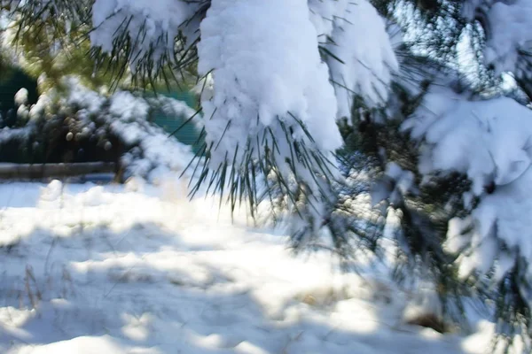 Rami di pino ricoperti di neve nella foresta soleggiata. Sfocato . — Foto Stock